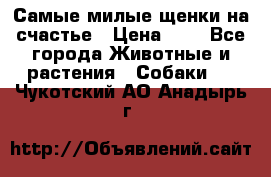 Самые милые щенки на счастье › Цена ­ 1 - Все города Животные и растения » Собаки   . Чукотский АО,Анадырь г.